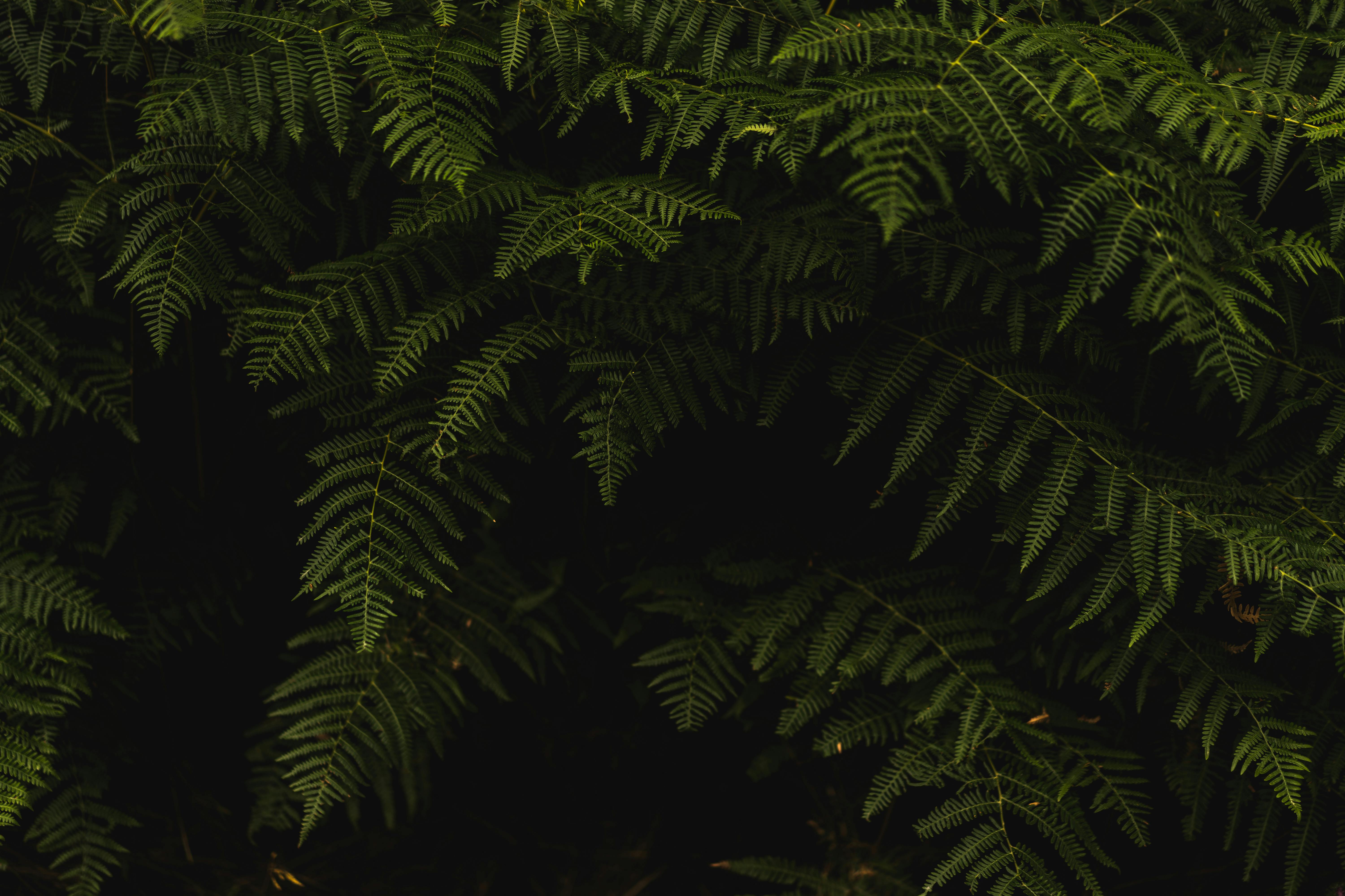 fern-plant